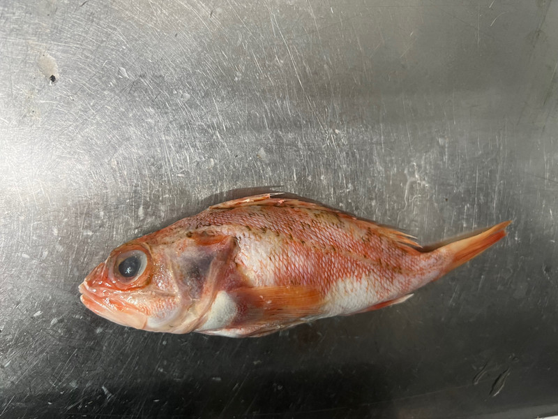 質問に添付された魚の写真