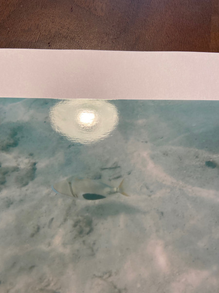 質問に添付された魚の写真