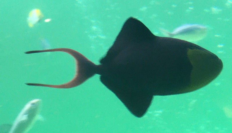 質問に添付された魚の写真