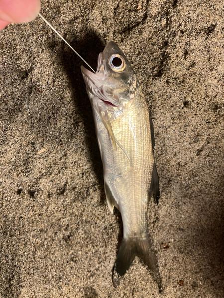 質問に添付された魚の写真