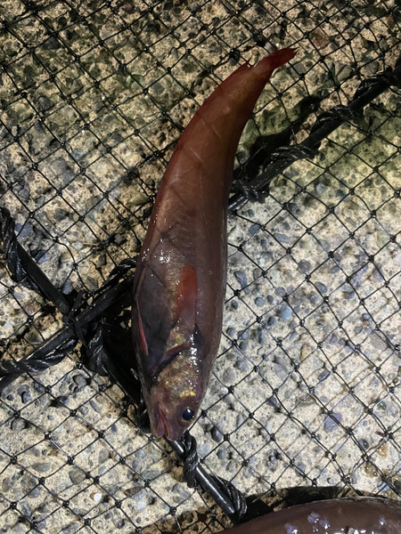 質問に添付された魚の写真