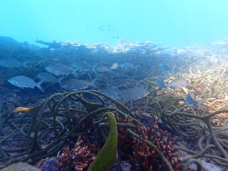 質問に添付された魚の写真