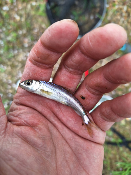 質問に添付された魚の写真