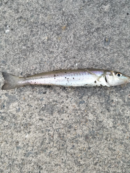 質問に添付された魚の写真