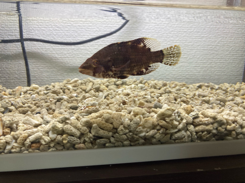 質問に添付された魚の写真