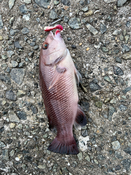 質問に添付された魚の写真