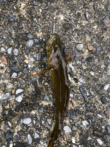 質問に添付された魚の写真