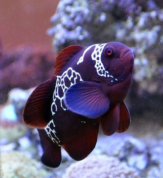 質問に添付された魚の写真