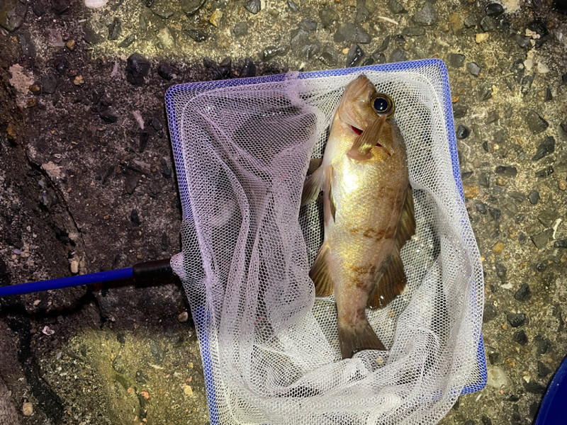 質問に添付された魚の写真