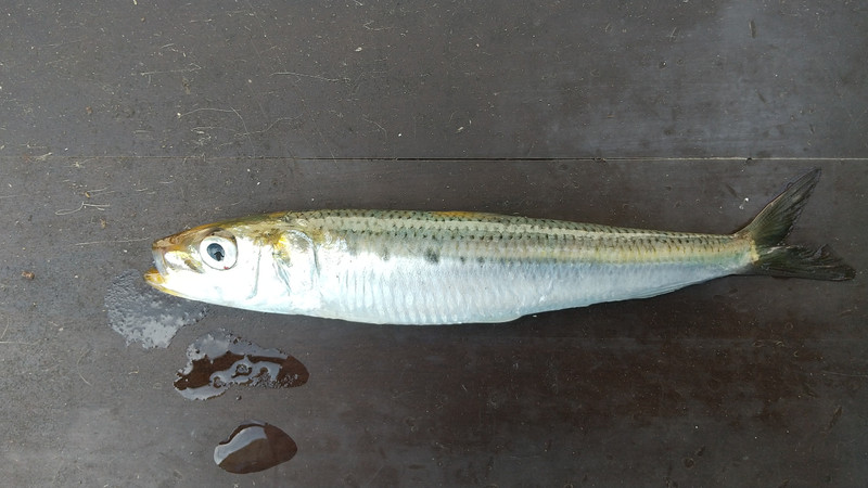 質問に添付された魚の写真