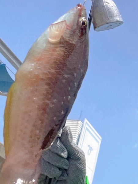 質問に添付された魚の写真