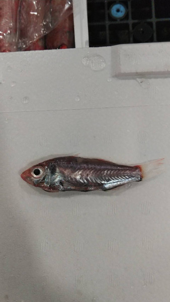 質問に添付された魚の写真