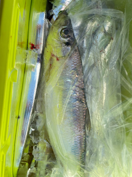 質問に添付された魚の写真