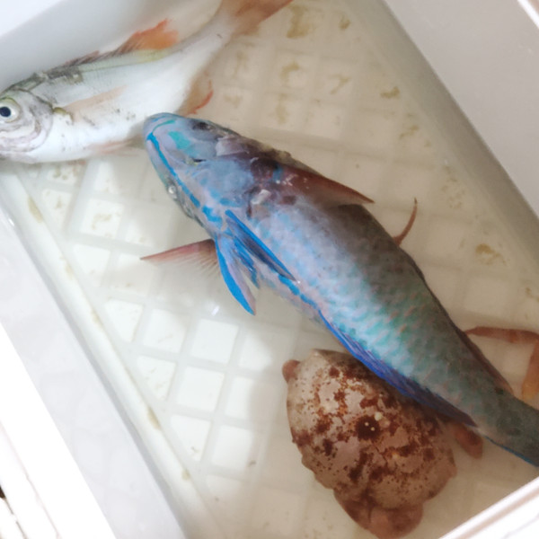質問に添付された魚の写真