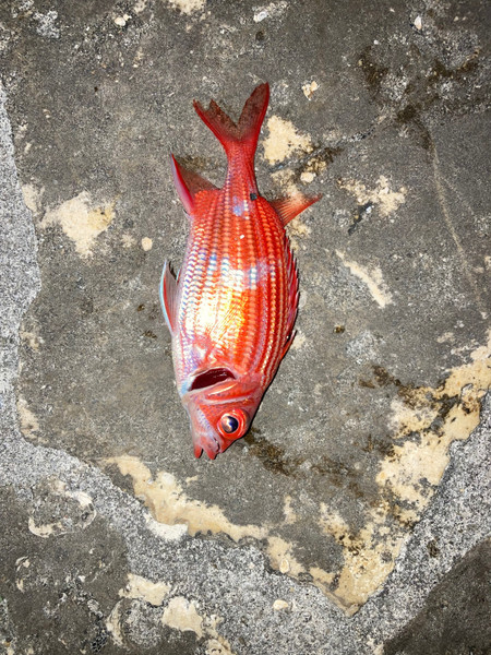 質問に添付された魚の写真