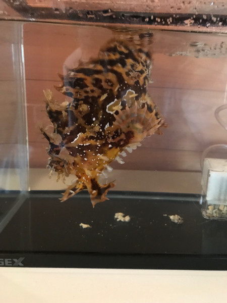 質問に添付された魚の写真