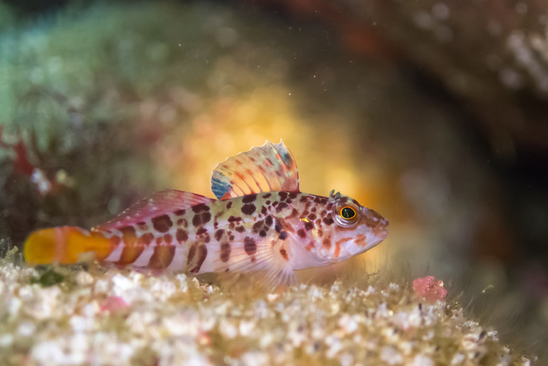 質問に添付された魚の写真