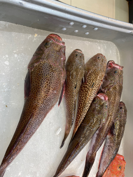 質問に添付された魚の写真