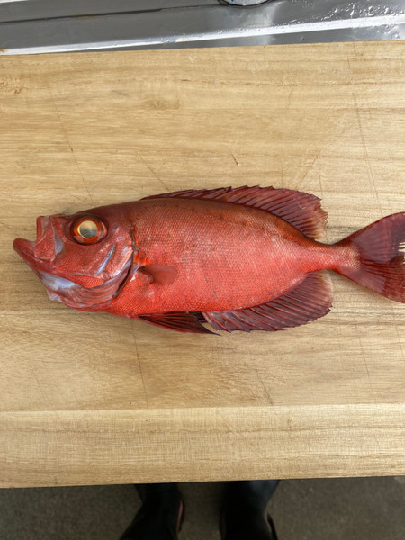 質問に添付された魚の写真