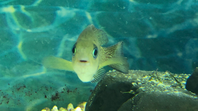 質問に添付された魚の写真