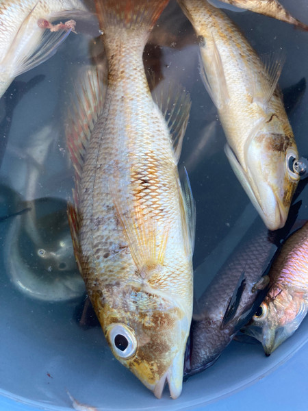 質問に添付された魚の写真