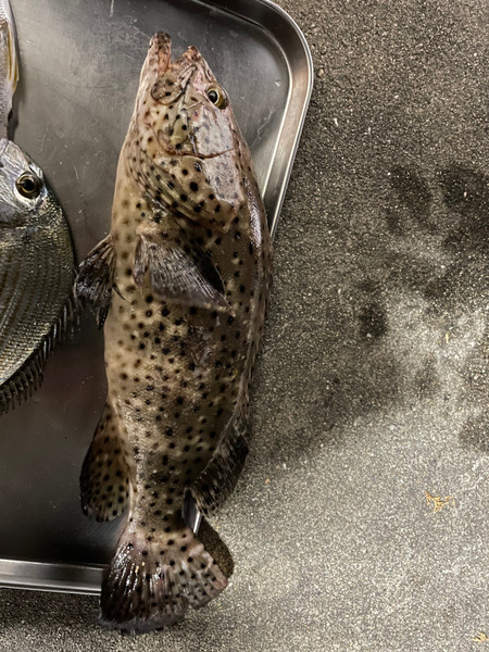 質問に添付された魚の写真
