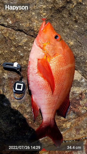 質問に添付された魚の写真