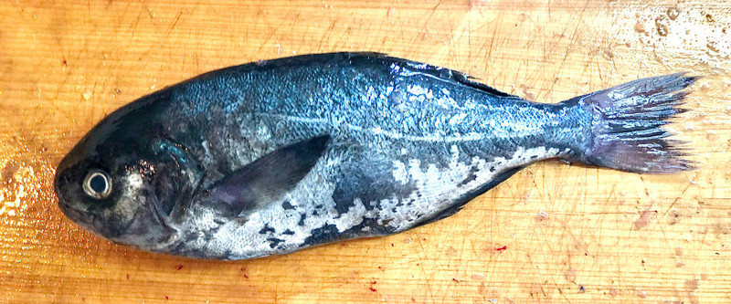質問に添付された魚の写真