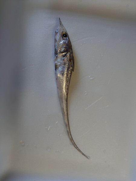 質問に添付された魚の写真