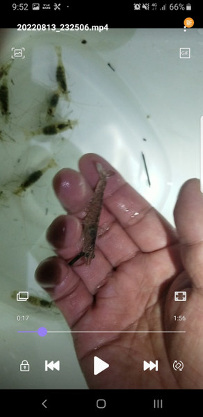 質問に添付された魚の写真