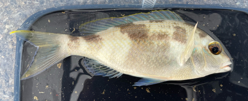 質問に添付された魚の写真