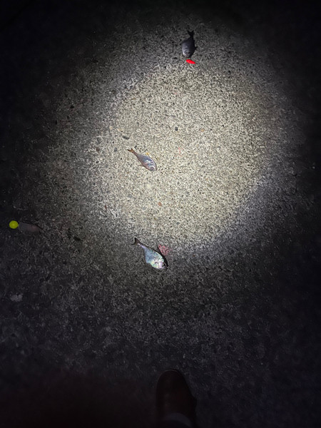質問に添付された魚の写真