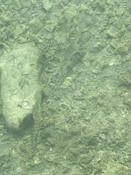 質問に添付された魚の写真