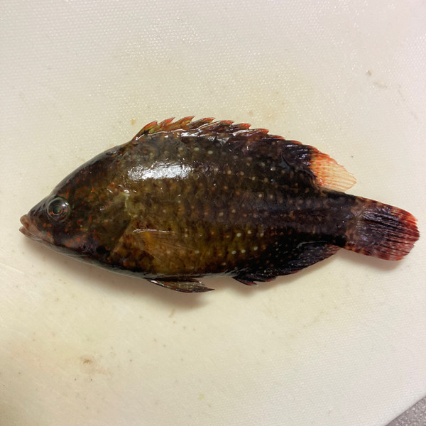質問に添付された魚の写真