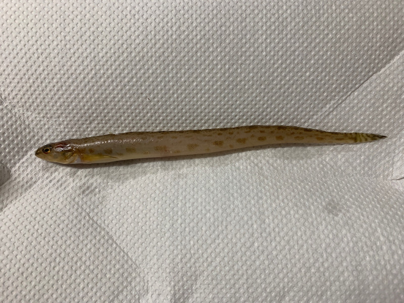 質問に添付された魚の写真