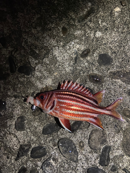 質問に添付された魚の写真
