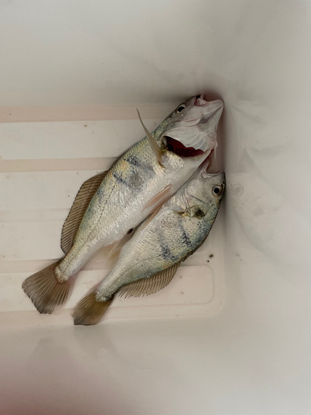 質問に添付された魚の写真