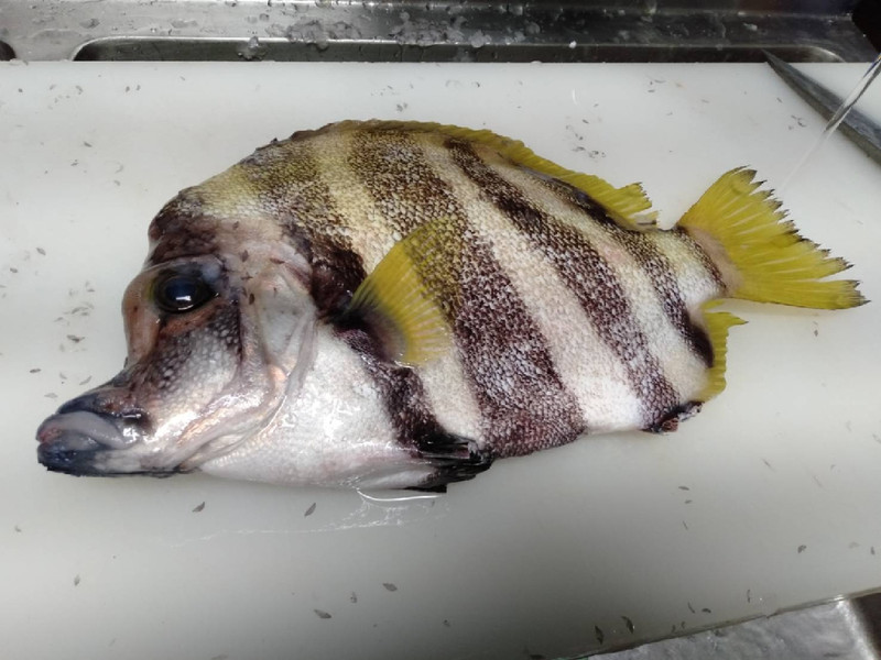 質問に添付された魚の写真