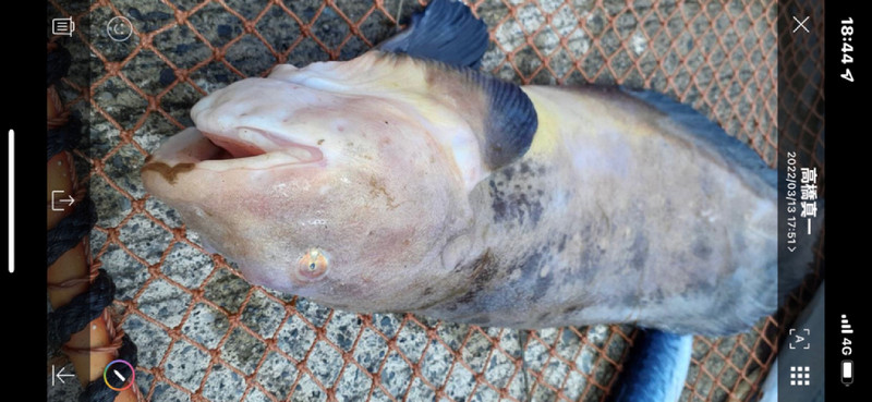 質問に添付された魚の写真