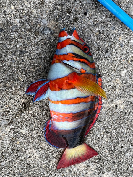 質問に添付された魚の写真