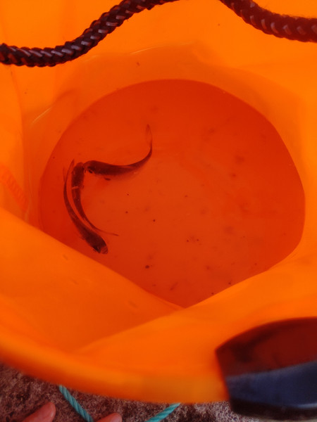 質問に添付された魚の写真