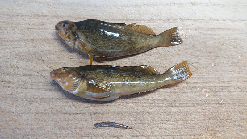 質問に添付された魚の写真