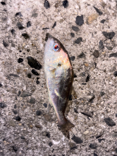 質問に添付された魚の写真