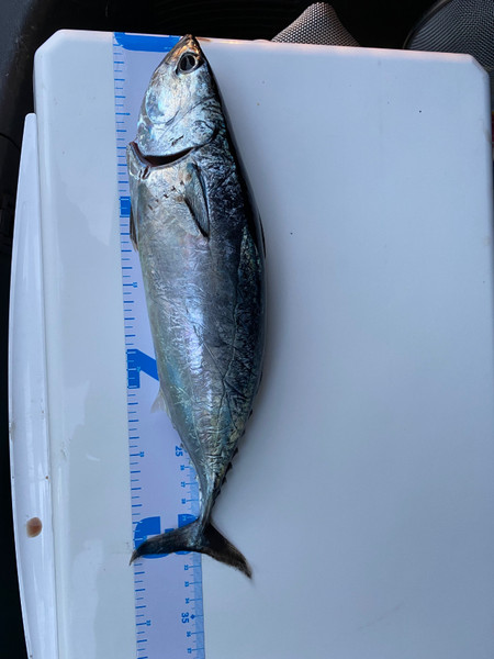 質問に添付された魚の写真