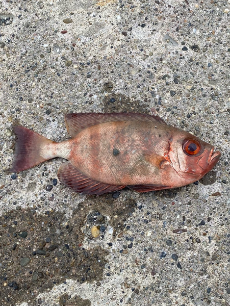 質問に添付された魚の写真