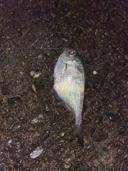 質問に添付された魚の写真