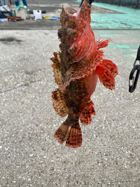 質問に添付された魚の写真