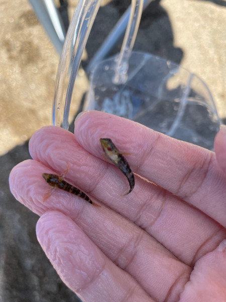 質問に添付された魚の写真