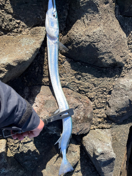 質問に添付された魚の写真