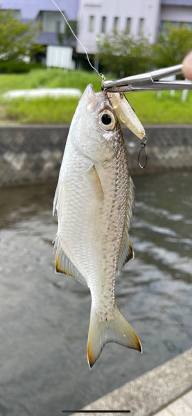 質問に添付された魚の写真